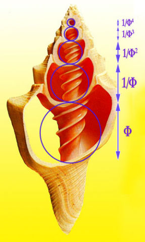 caracola geometria sagrada