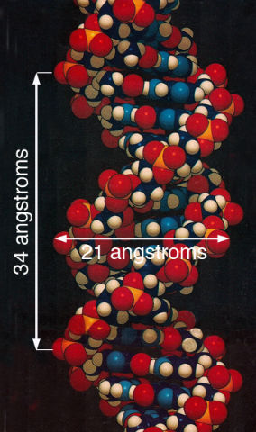 el adn y la proporción áurea