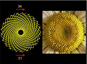 la geometría sagrada en la naturaleza